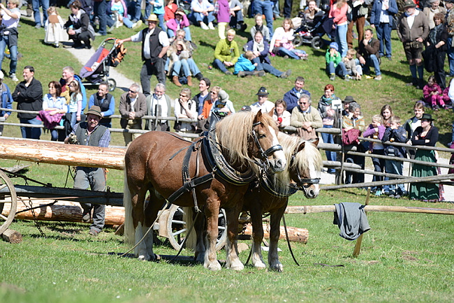 20130414GlentleitenHolzr�cken106.JPG