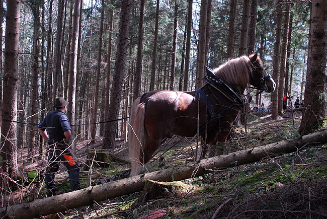 20130414GlentleitenHolzr�cken008.JPG