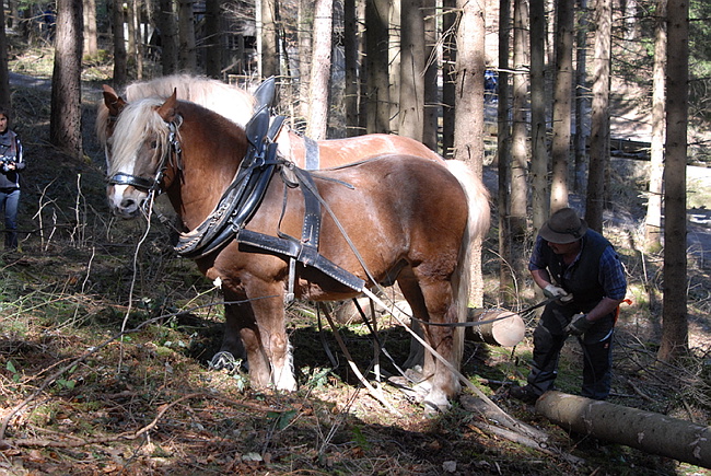 20130414GlentleitenHolzr�cken029.JPG