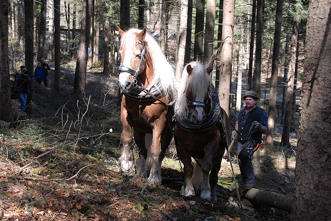 20130414GlentleitenHolzr�cken031.JPG