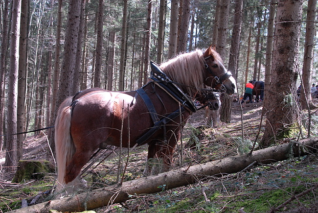 20130414GlentleitenHolzr�cken007.JPG