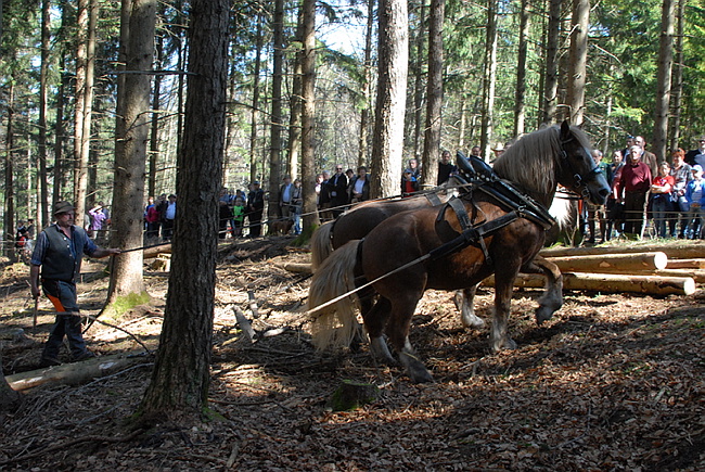 20130414GlentleitenHolzr�cken062.JPG