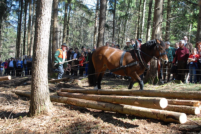 20130414GlentleitenHolzr�cken060.JPG