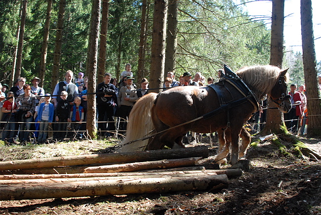 20130414GlentleitenHolzr�cken083.JPG