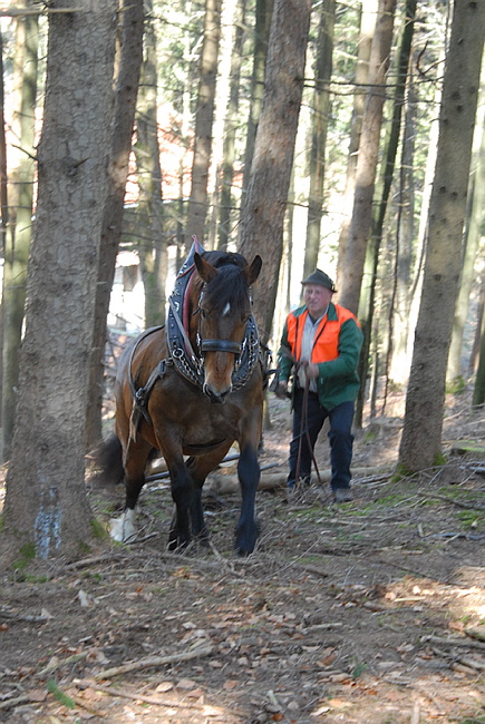 20130414GlentleitenHolzr�cken086.JPG