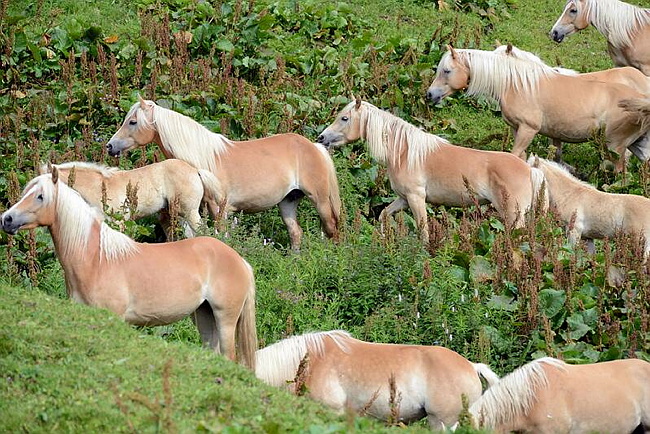 20140726SeiserAlmHaflinger02.JPG
