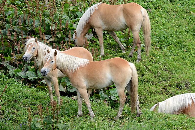 20140726SeiserAlmHaflinger06.JPG