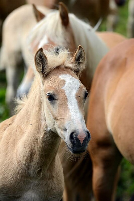 20140726SeiserAlmHaflinger19.JPG