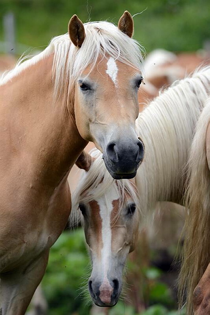 20140726SeiserAlmHaflinger28.JPG