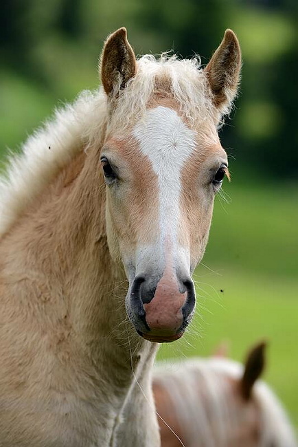 20140726SeiserAlmHaflinger32.JPG
