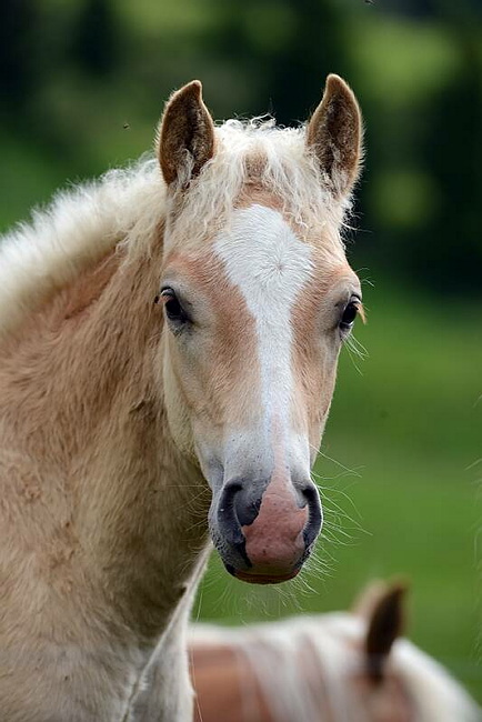 20140726SeiserAlmHaflinger33.JPG