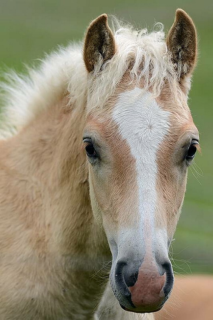 20140726SeiserAlmHaflinger35.JPG