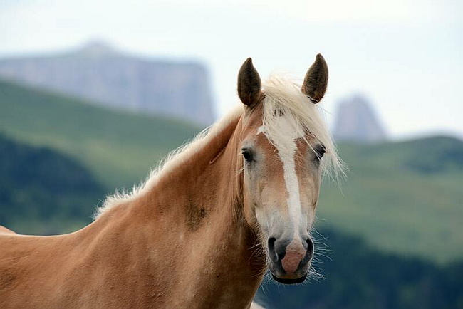 20140726SeiserAlmHaflinger41.JPG