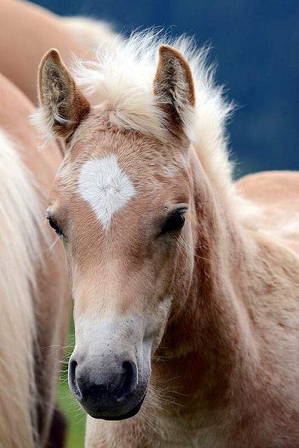 20140726SeiserAlmHaflinger47.JPG